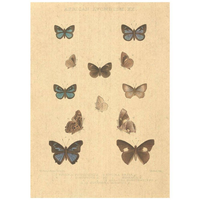 Flax Art Poster | Encyclopedia Butterfly A | FWP-AP-EN2A